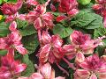 Burgundy Bicolor Salvia / Salvia splendens 